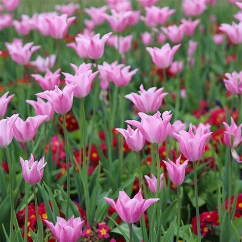 Tulipa 'China Pink' (Lily-Flowered Tulip)